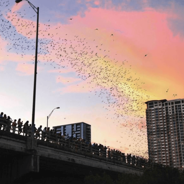 Commerce Bridge bats