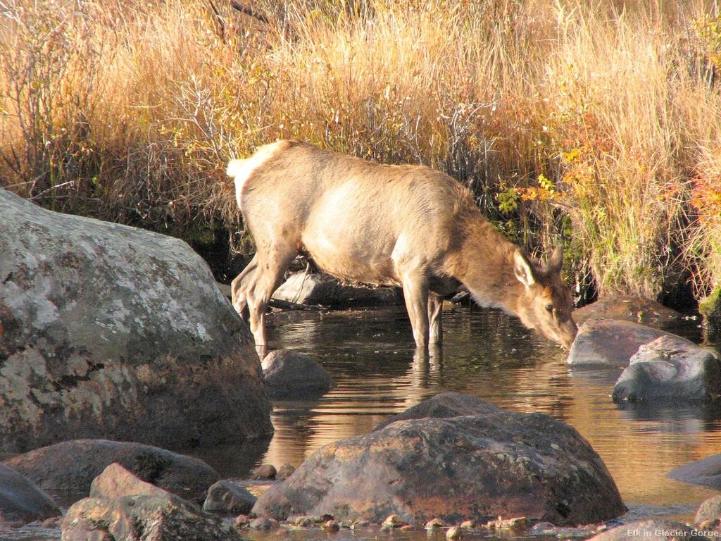 Deer drinking in creek